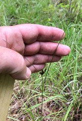 Juncus greenei