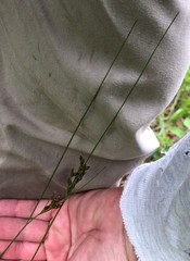 Juncus greenei
