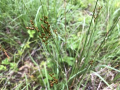 Juncus greenei