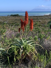 Aloe arborescens × ferox
