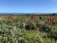 Aloe arborescens × ferox