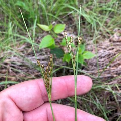 Juncus greenei