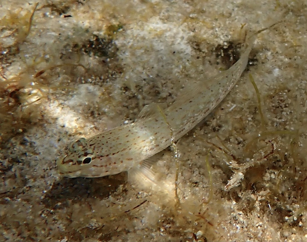 Bucchich's Goby