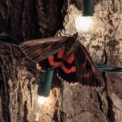 Catocala herodias gerhardi