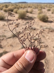 Eriogonum rotundifolium