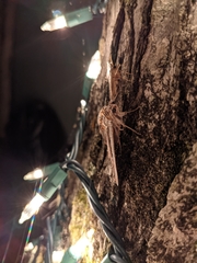 Catocala herodias gerhardi
