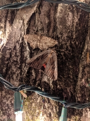 Catocala herodias gerhardi