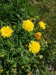 Crepis conyzifolia