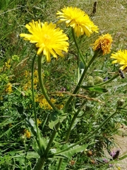 Crepis conyzifolia