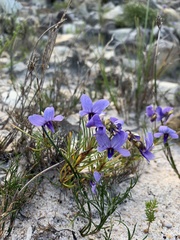Viola decumbens decumbens