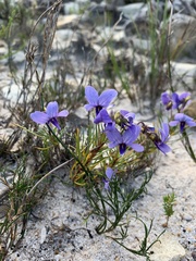 Viola decumbens decumbens