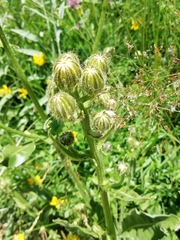 Crepis conyzifolia
