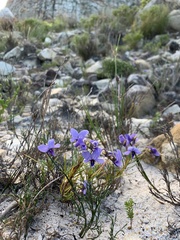 Viola decumbens decumbens
