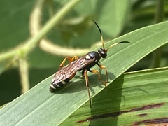 Ichneumon ambulatorius