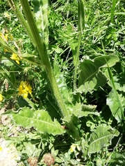 Crepis conyzifolia