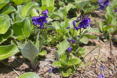 Veronica grandiflora