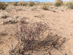 Eriogonum rotundifolium