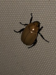 Callistethus plagiicollis