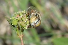 Eristalinus megacephalus