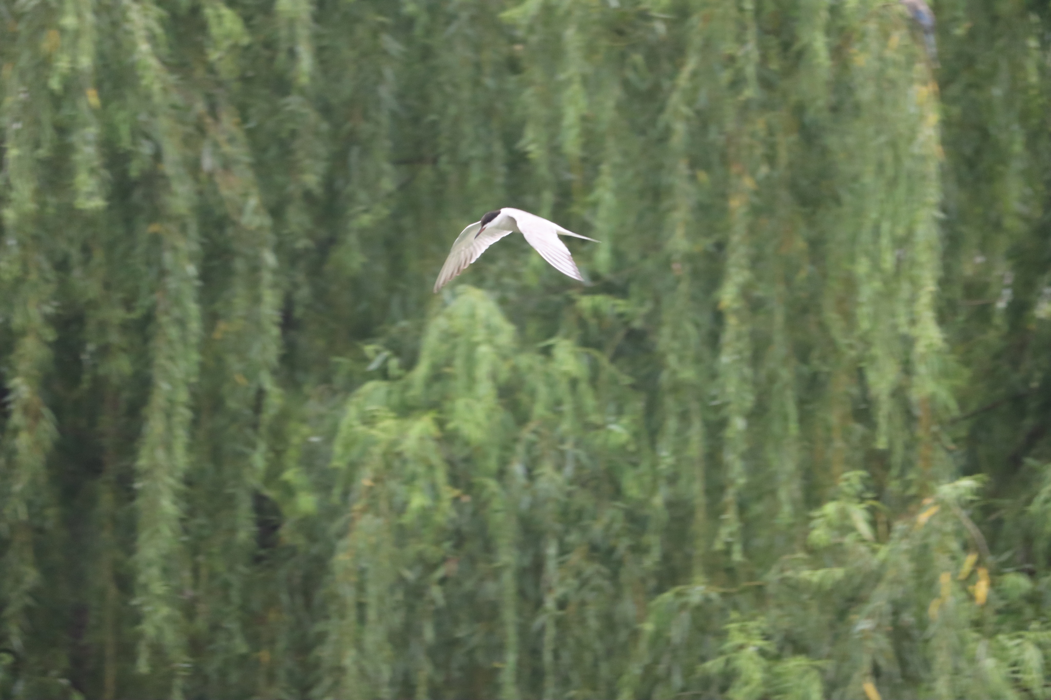 Common Tern