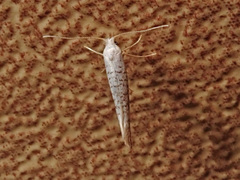 Argyresthia retinella