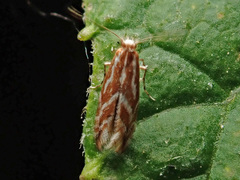 Phyllonorycter corylifoliella