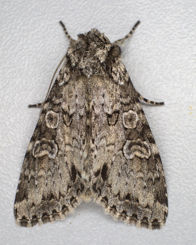 Pilkasis pelėdgalvis nuotrauka