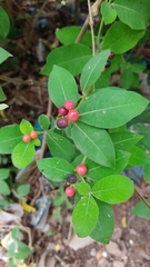 Rauvolfia tetraphylla