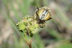 Eristalinus megacephalus
