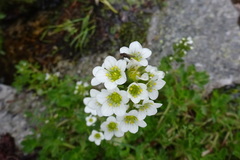 Saxifraga aquatica