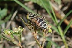 Eristalinus megacephalus