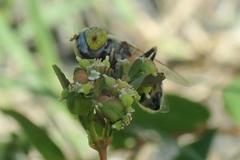 Eristalinus megacephalus