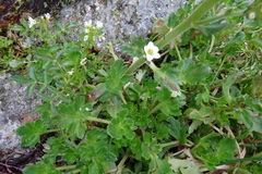 Saxifraga aquatica