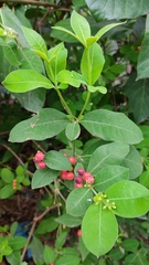 Rauvolfia tetraphylla