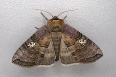 Tethea ocularis