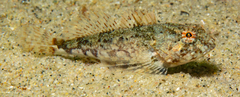 Myoxocephalus