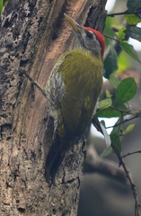 Picus xanthopygaeus