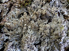 Physconia venusta