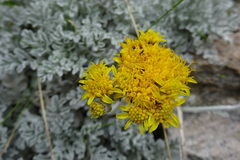 Jacobaea leucophylla