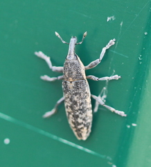 Lixus subtilis