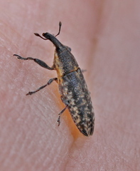 Lixus subtilis