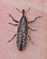 Lixus subtilis