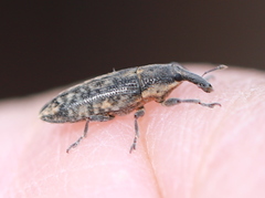 Lixus subtilis