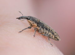 Lixus subtilis