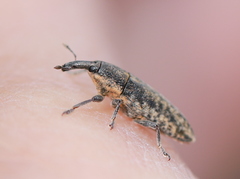 Lixus subtilis