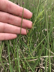 Gentiana pneumonanthe