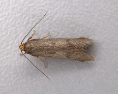 Pseudatemelia josephinae