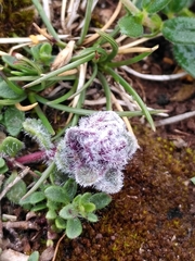 Aceria thomasi