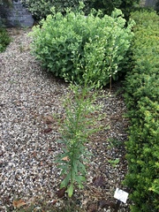 Erigeron canadensis