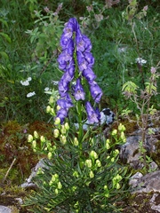 Aconitum angustifolium